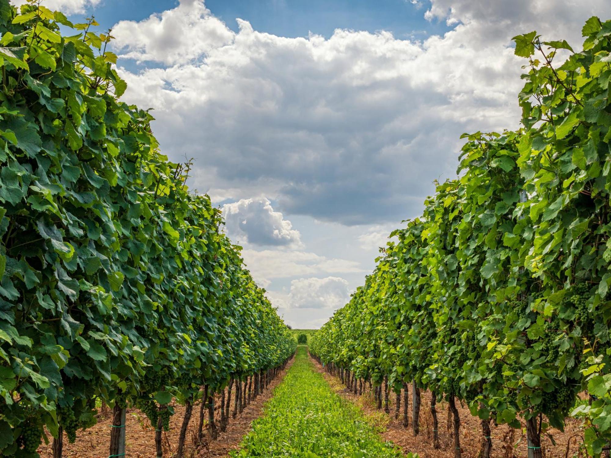 Ferienweingut Winnebeck Köwerich エクステリア 写真